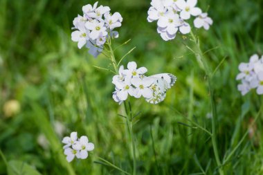 İsviçre 'nin Zürih kentinde açık pembe bir çiçeğe tünemiş dişi turuncu uçlu kelebek (Anthocharis cardamine)