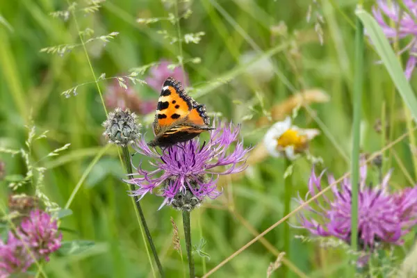 İsviçre, Zürih 'te pembe bir scabiosa üzerinde oturan küçük kaplumbağa kabuğu kelebeği (Aglais urticae)