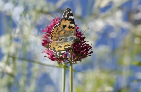Boyalı Kadın (Vanessa Cardui) İsviçre 'nin Zürih şehrindeki pembe çiçeğe tünemiş kelebek