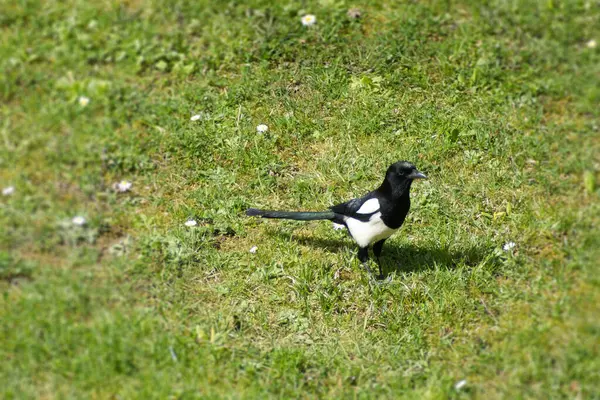 İsviçre 'nin Zürih kentindeki bir çim tarlasında oturan Avrasya Saksağanı (Pica pica)