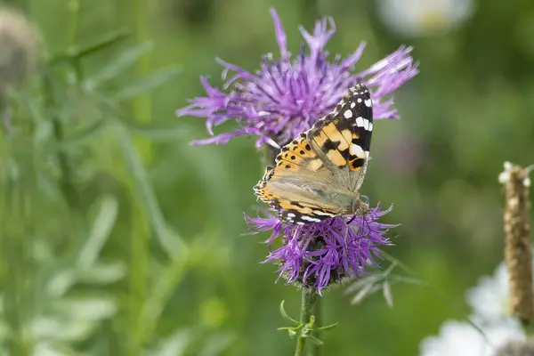 Boyalı Kadın (Vanessa Cardui) İsviçre 'nin Zürih şehrinde pembe bir scabiosa üzerinde oturan kelebek