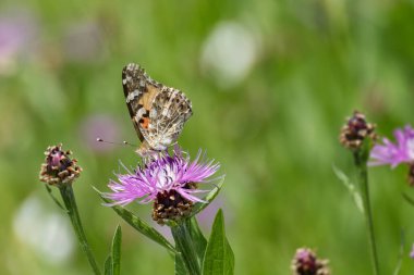 Boyalı Kadın (Vanessa Cardui) İsviçre 'nin Zürih şehrinde pembe bir scabiosa üzerinde oturan kelebek