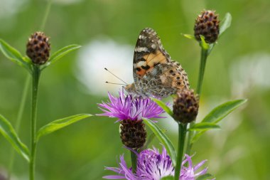 Boyalı Kadın (Vanessa Cardui) İsviçre 'nin Zürih şehrinde pembe bir scabiosa üzerinde oturan kelebek