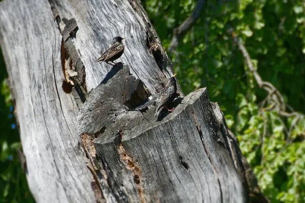İsviçre, Zürih 'te bir ağaç kütüğünde oturan sığırcık (Sturnus vulgaris)