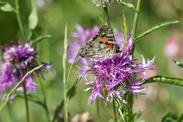 Boyalı Kadın (Vanessa Cardui) İsviçre 'nin Zürih şehrinde pembe bir scabiosa üzerinde oturan kelebek