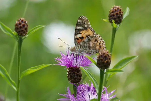 Boyalı Kadın (Vanessa Cardui) İsviçre 'nin Zürih şehrinde pembe bir scabiosa üzerinde oturan kelebek