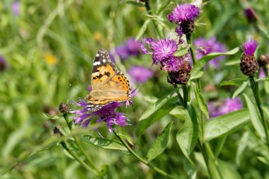 Boyalı Kadın (Vanessa Cardui) İsviçre 'nin Zürih şehrinde pembe bir scabiosa üzerinde oturan kelebek