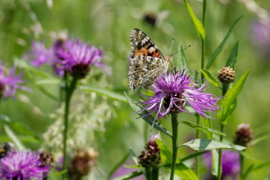 Boyalı Kadın (Vanessa Cardui) İsviçre 'nin Zürih şehrinde pembe bir scabiosa üzerinde oturan kelebek