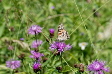 Boyalı Kadın (Vanessa Cardui) İsviçre 'nin Zürih şehrinde pembe bir scabiosa üzerinde oturan kelebek