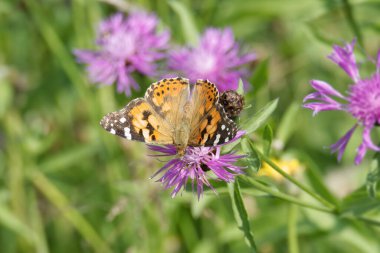 Boyalı Kadın (Vanessa Cardui) İsviçre 'nin Zürih şehrinde pembe bir scabiosa üzerinde oturan kelebek