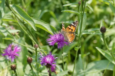 Boyalı Kadın (Vanessa Cardui) İsviçre 'nin Zürih şehrinde pembe bir scabiosa üzerinde oturan kelebek