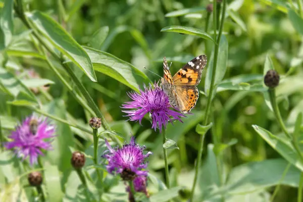 Boyalı Kadın (Vanessa Cardui) İsviçre 'nin Zürih şehrinde pembe bir scabiosa üzerinde oturan kelebek