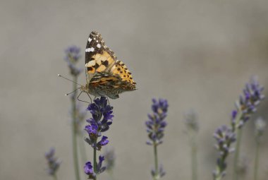Boyalı Kadın (Vanessa Cardui) kelebek İsviçre 'nin Zürih şehrinde lavantanın üzerine tünedi
