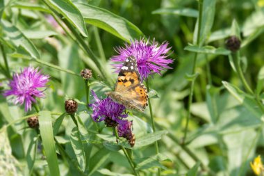 Boyalı Kadın (Vanessa Cardui) İsviçre 'nin Zürih şehrinde pembe bir scabiosa üzerinde oturan kelebek