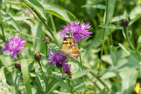 Boyalı Kadın (Vanessa Cardui) İsviçre 'nin Zürih şehrinde pembe bir scabiosa üzerinde oturan kelebek