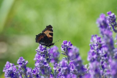 İsviçre 'nin Zürih kentindeki lavanta bitkisine tünemiş küçük kaplumbağa kabuğu kelebeği (Aglais urticae)
