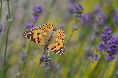 Boyalı Kadın (Vanessa Cardui) kelebek İsviçre 'nin Zürih şehrinde lavantanın üzerine tünedi
