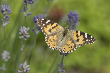 Boyalı Kadın (Vanessa Cardui) kelebek İsviçre 'nin Zürih şehrinde lavantanın üzerine tünedi