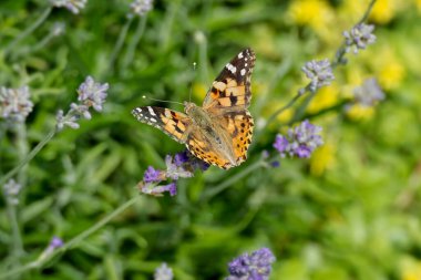 Boyalı Kadın (Vanessa Cardui) kelebek İsviçre 'nin Zürih şehrinde lavantanın üzerine tünedi