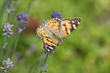 Boyalı Kadın (Vanessa Cardui) kelebek İsviçre 'nin Zürih şehrinde lavantanın üzerine tünedi