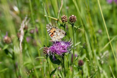 Boyalı Kadın (Vanessa Cardui) İsviçre 'nin Zürih şehrinde pembe bir scabiosa üzerinde oturan kelebek