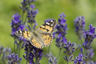 Boyalı Kadın (Vanessa Cardui) kelebek İsviçre 'nin Zürih şehrinde lavantanın üzerine tünedi