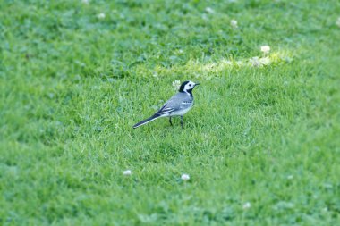 Beyaz kuyruklu (Motacilla alba) İsviçre, Zürih 'te çimlerin üzerinde oturuyor