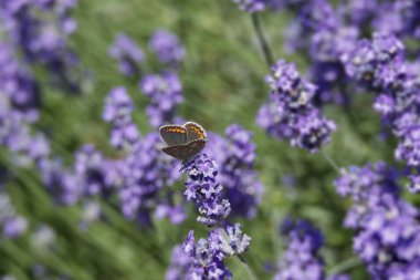 Kahverengi Argus (Aricia agestis) kelebeği İsviçre, Zürih 'te lavanta üzerine tünemiştir.