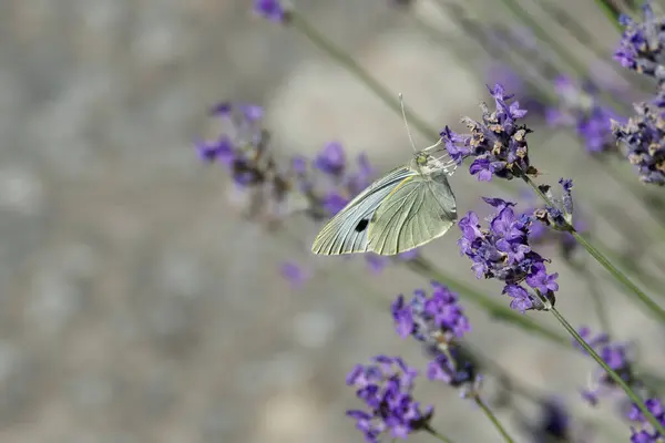 İsviçre, Zürih 'te lavanta üzerine tünemiş büyük beyaz kelebek (Pieris brassicae)