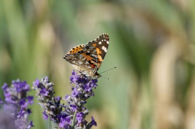 Boyalı Kadın (Vanessa Cardui) kelebek İsviçre 'nin Zürih şehrinde lavantanın üzerine tünedi