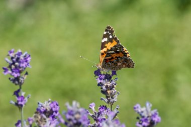 Boyalı Kadın (Vanessa Cardui) kelebek İsviçre 'nin Zürih şehrinde lavantanın üzerine tünedi