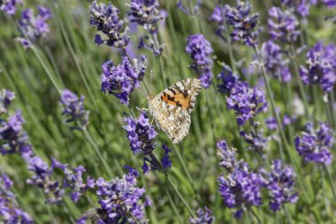 Boyalı Kadın (Vanessa Cardui) kelebek İsviçre 'nin Zürih şehrinde lavantanın üzerine tünedi