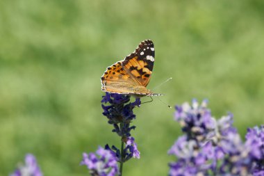 Boyalı Kadın (Vanessa Cardui) kelebek İsviçre 'nin Zürih şehrinde lavantanın üzerine tünedi