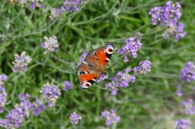 Avrupa tavus kuşu kelebeği (Aglais io) İsviçre 'nin Zürih kentinde lavanta üzerine tünemiştir.
