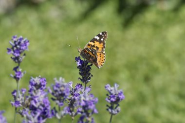 Boyalı Kadın (Vanessa Cardui) kelebek İsviçre 'nin Zürih şehrinde lavantanın üzerine tünedi