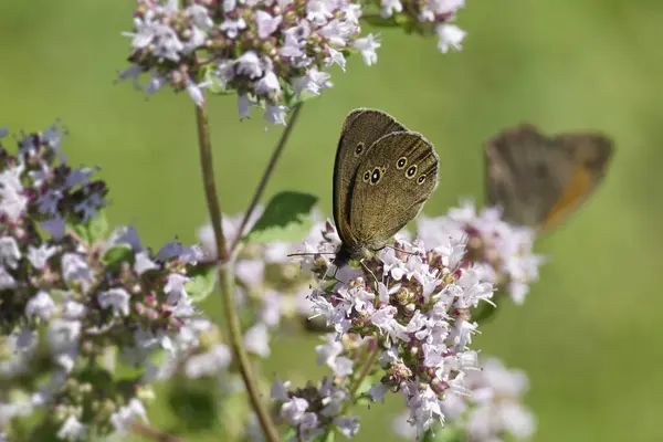 Ringlet (Aphantopus hyperantus) İsviçre 'nin Zürih kentinde açık pembe bir çiçeğin üzerinde oturan kelebek.