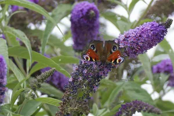 Avrupa tavus kuşu kelebeği (Aglais io) İsviçre 'nin Zürih kentinde yaz leylağına tünemiştir.