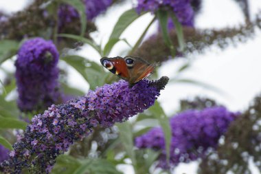 Avrupa tavus kuşu kelebeği (Aglais io) İsviçre 'nin Zürih kentinde yaz leylağına tünemiştir.