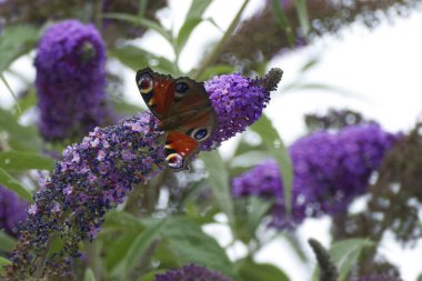 Avrupa tavus kuşu kelebeği (Aglais io) İsviçre 'nin Zürih kentinde yaz leylağına tünemiştir.