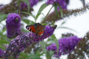 Avrupa tavus kuşu kelebeği (Aglais io) İsviçre 'nin Zürih kentinde yaz leylağına tünemiştir.