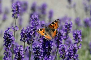 Küçük kaplumbağa kabuğu kelebeği (Aglais urticae) İsviçre 'nin Zürih kentindeki lavantanın üzerine tünemiştir.