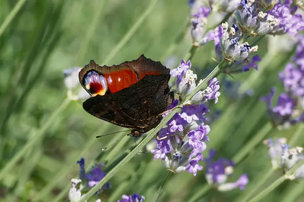 Avrupa tavus kuşu kelebeği (Aglais io) İsviçre 'nin Zürih kentinde lavanta üzerine tünemiştir.