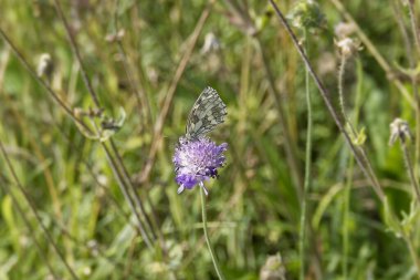 İsviçre 'nin Zürih kentinde küçük bir kırışık üzerinde oturan Mermer Beyaz (Melanargia galaksisi) kelebek