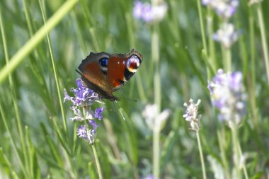Avrupa tavus kuşu kelebeği (Aglais io) İsviçre 'nin Zürih kentinde lavanta üzerine tünemiştir.