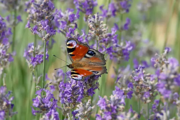 Avrupa tavus kuşu kelebeği (Aglais io) İsviçre 'nin Zürih kentinde lavanta üzerine tünemiştir.
