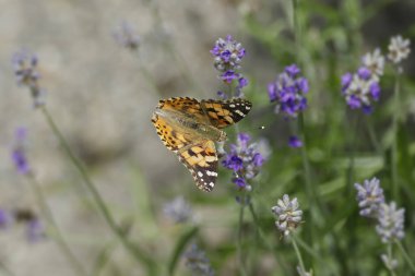 Boyalı Kadın (Vanessa Cardui) kelebek İsviçre 'nin Zürih şehrinde lavantanın üzerine tünedi
