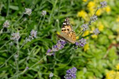 Boyalı Kadın (Vanessa Cardui) kelebek İsviçre 'nin Zürih şehrinde lavantanın üzerine tünedi