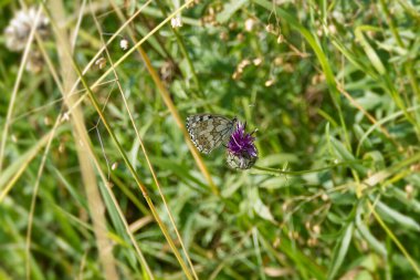 İsviçre, Zürih 'te pembe bir scabiosa üzerinde oturan Mermer Beyaz (Melanargia galaksisi) kelebek