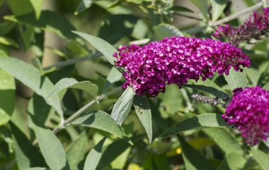 Kükürt kelebeği (Gonepteryx rhamni) İsviçre 'nin Zürih kentinde yaz leylağına tünemiştir.