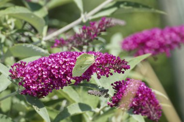 Kükürt kelebeği (Gonepteryx rhamni) İsviçre 'nin Zürih kentinde yaz leylağına tünemiştir.